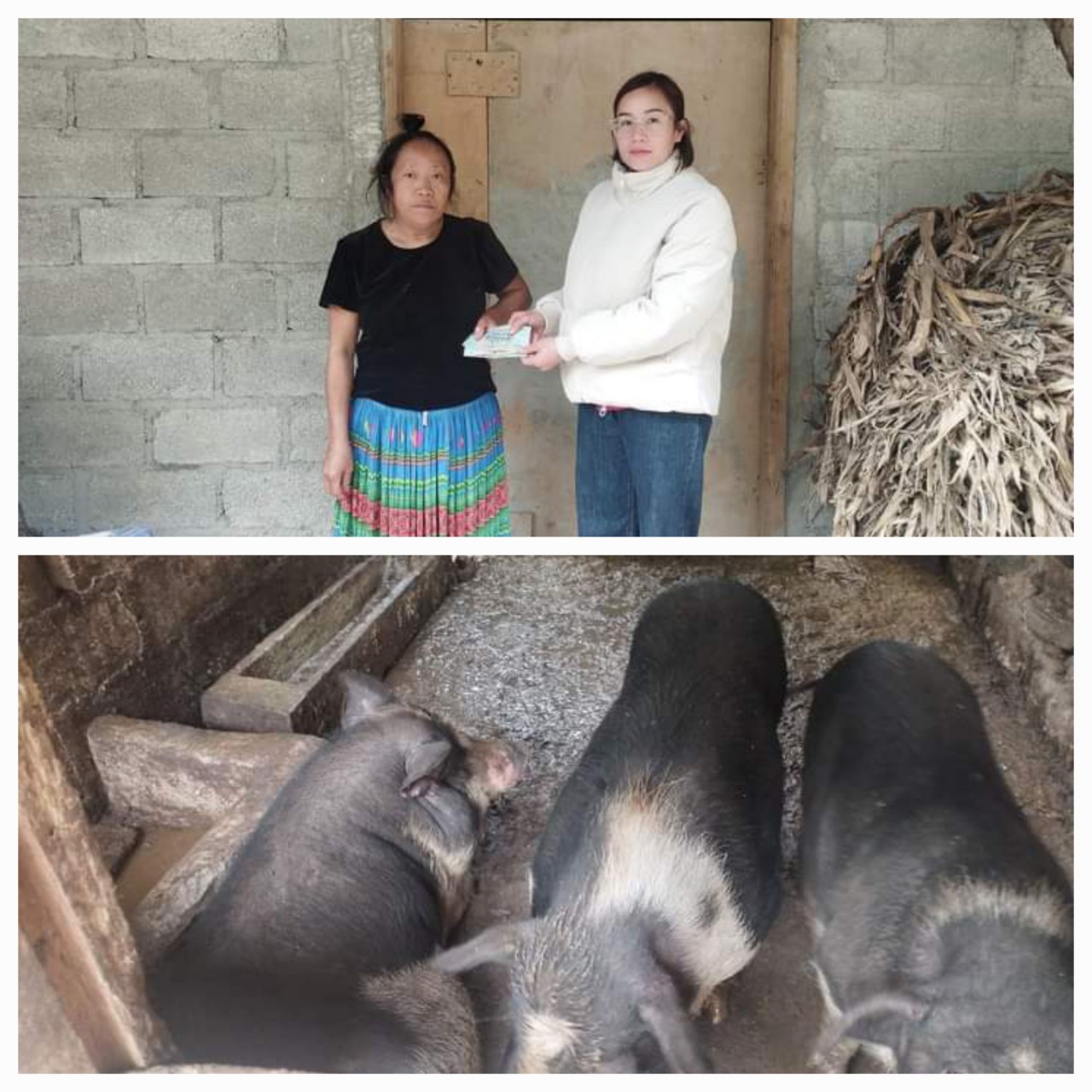 Hội phụ nữ xã Lũng Chinh thực hiện luân chuyển kinh phí dự án Playtryput nuôi lợn cho các hộ gia đình thôn Lùng Phủa xã Lũng Chinh